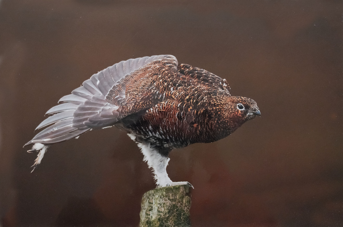 6 - Felae grouse stretching - Val Johnston